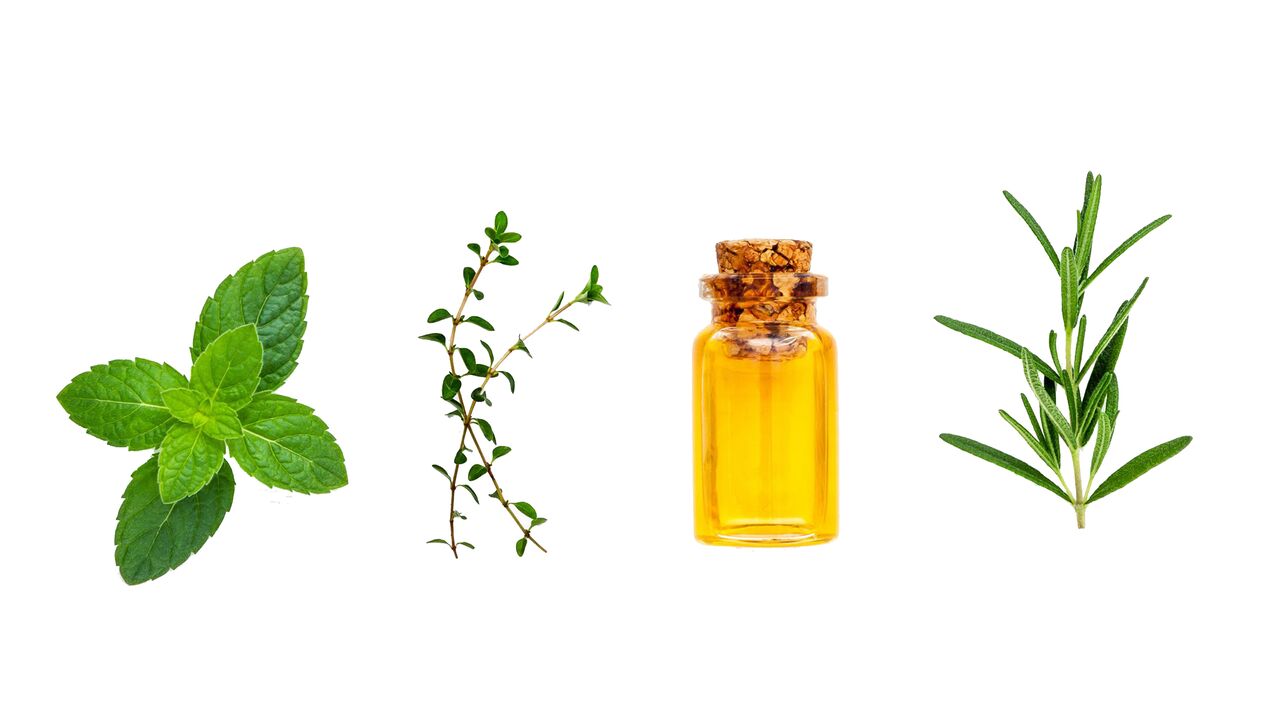 essential oils of mint, cinnamon and eucalyptus